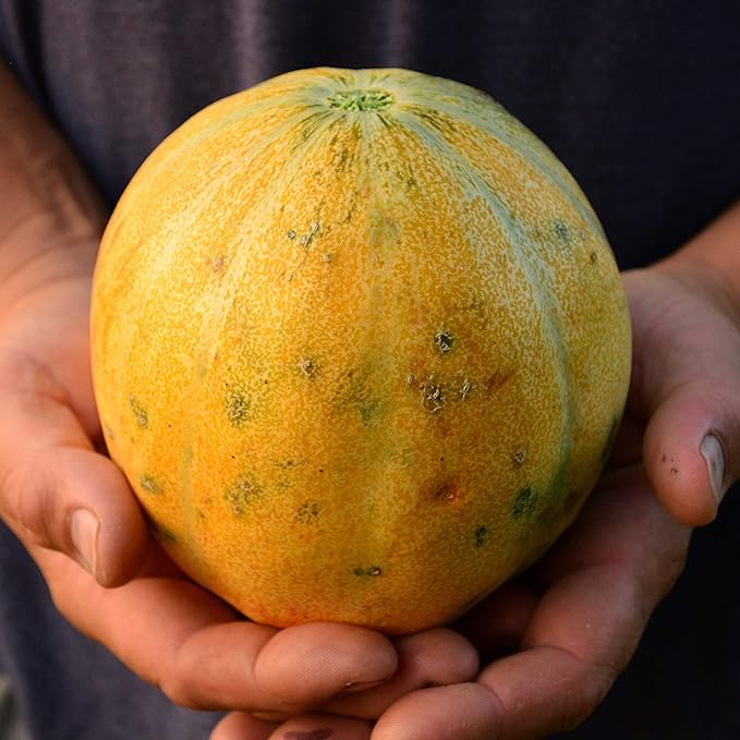 Sweet Cantaloupe Cucumis melo Melon Fruit Seeds for Planting in Garden