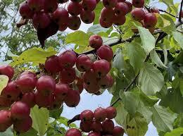 Tart Crab Apple Seeds for Planting