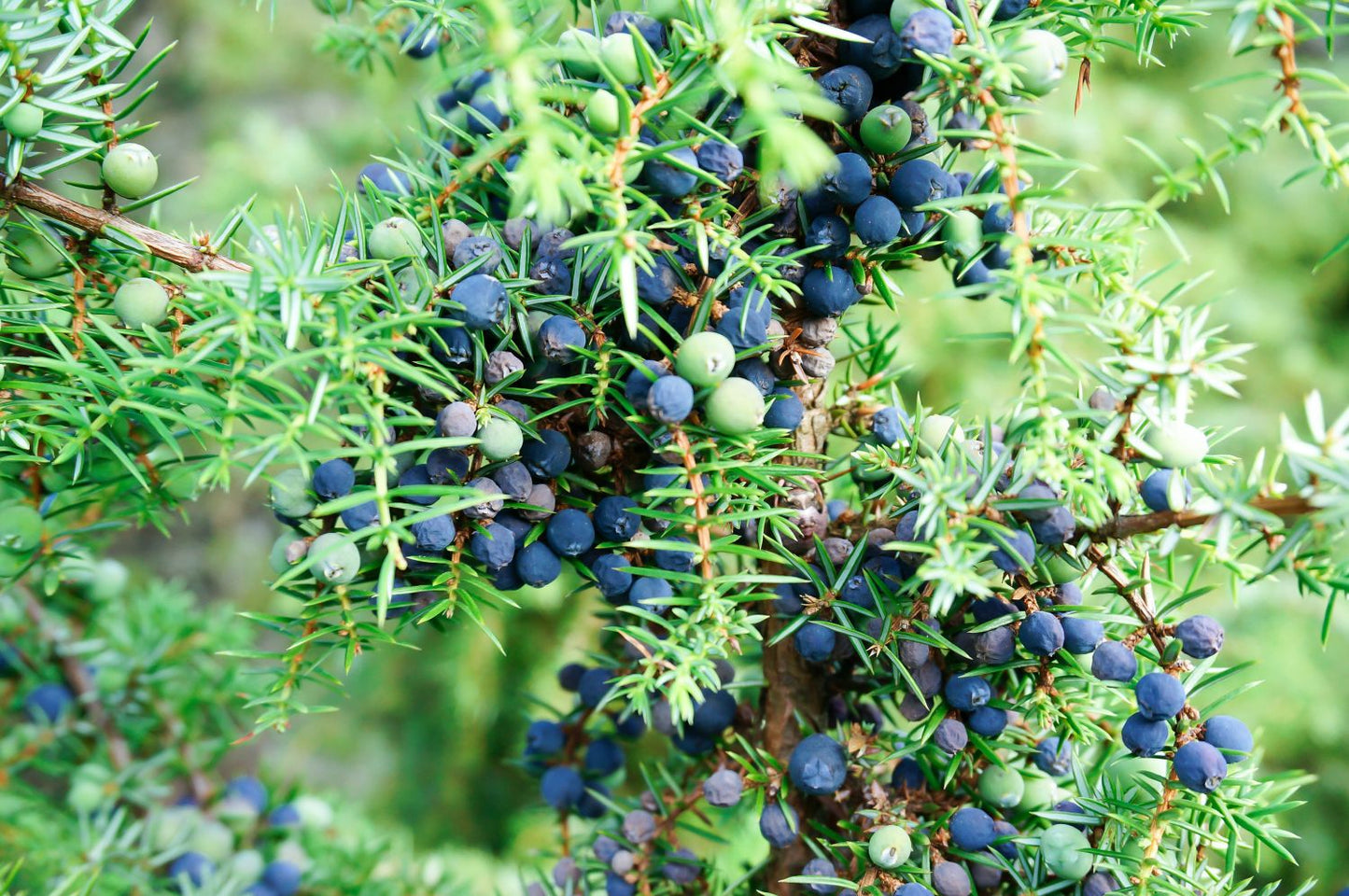 Evergreen Juniper Seeds for Planting