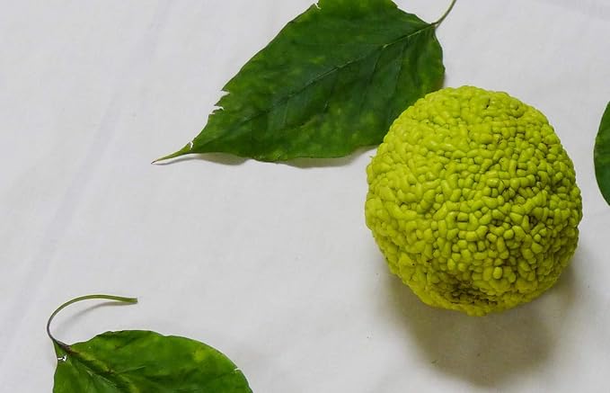 Osage Orange Maclura pomifera Tree Seeds for Planting in Landscape
