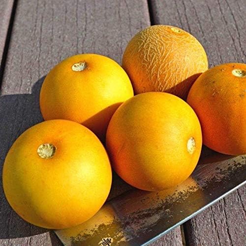 Peach Melon Cucumis melo Fruit Seeds for Planting in Garden