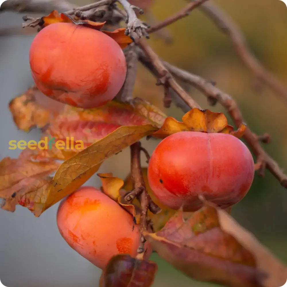 Persimmon Seeds for Planting - Grow Delicious Fruit Trees