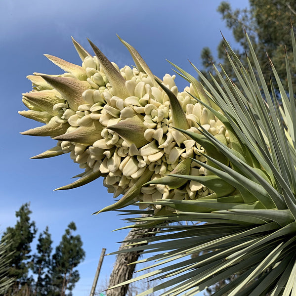 Yucca Brevifolia Tree Seeds