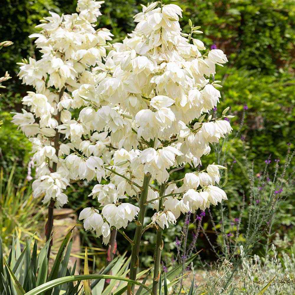 Yucca Elata Flower Seeds