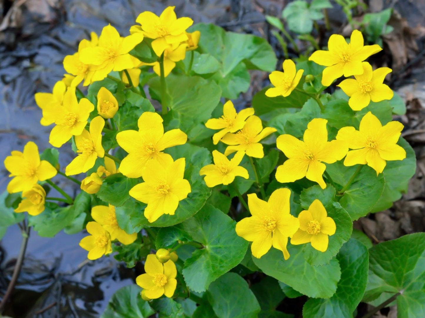 Swamp Marigold Flower Seeds