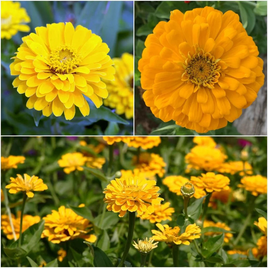 Kanarienvogel Zinnia Blumensamen