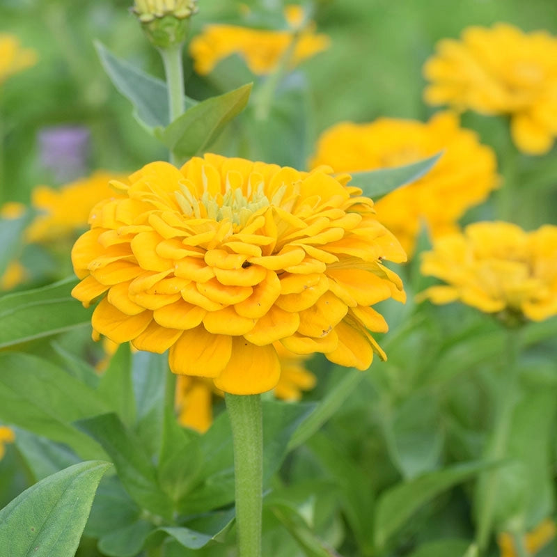 Kanarienvogel Zinnia Blumensamen