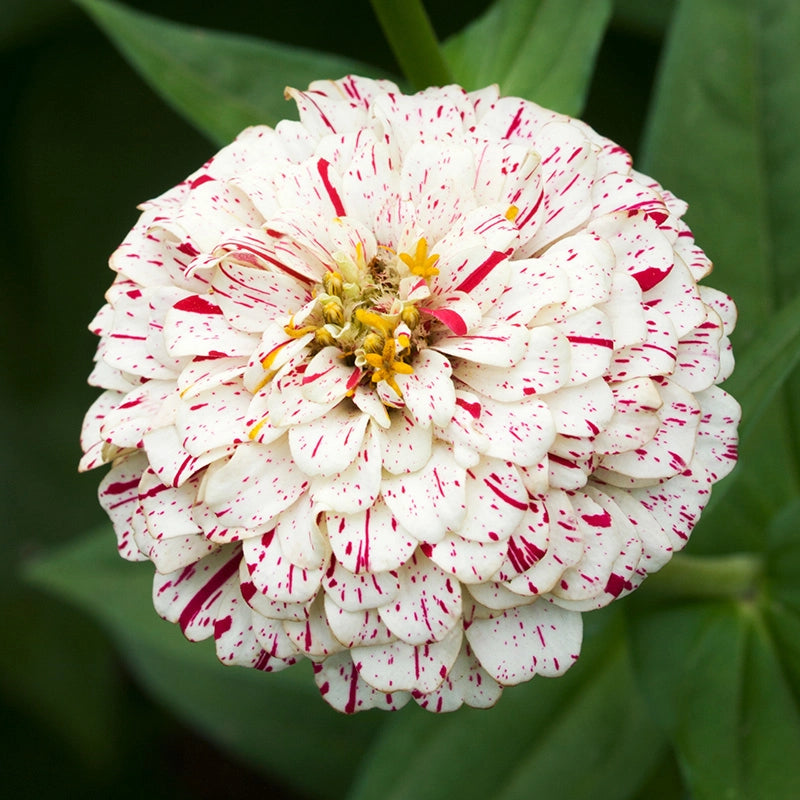 Zinnia ‘Peppermint Stick’ Flower Seeds for Planting – Heirloom, Non-GMO, Easy to Grow, Annual Blooms