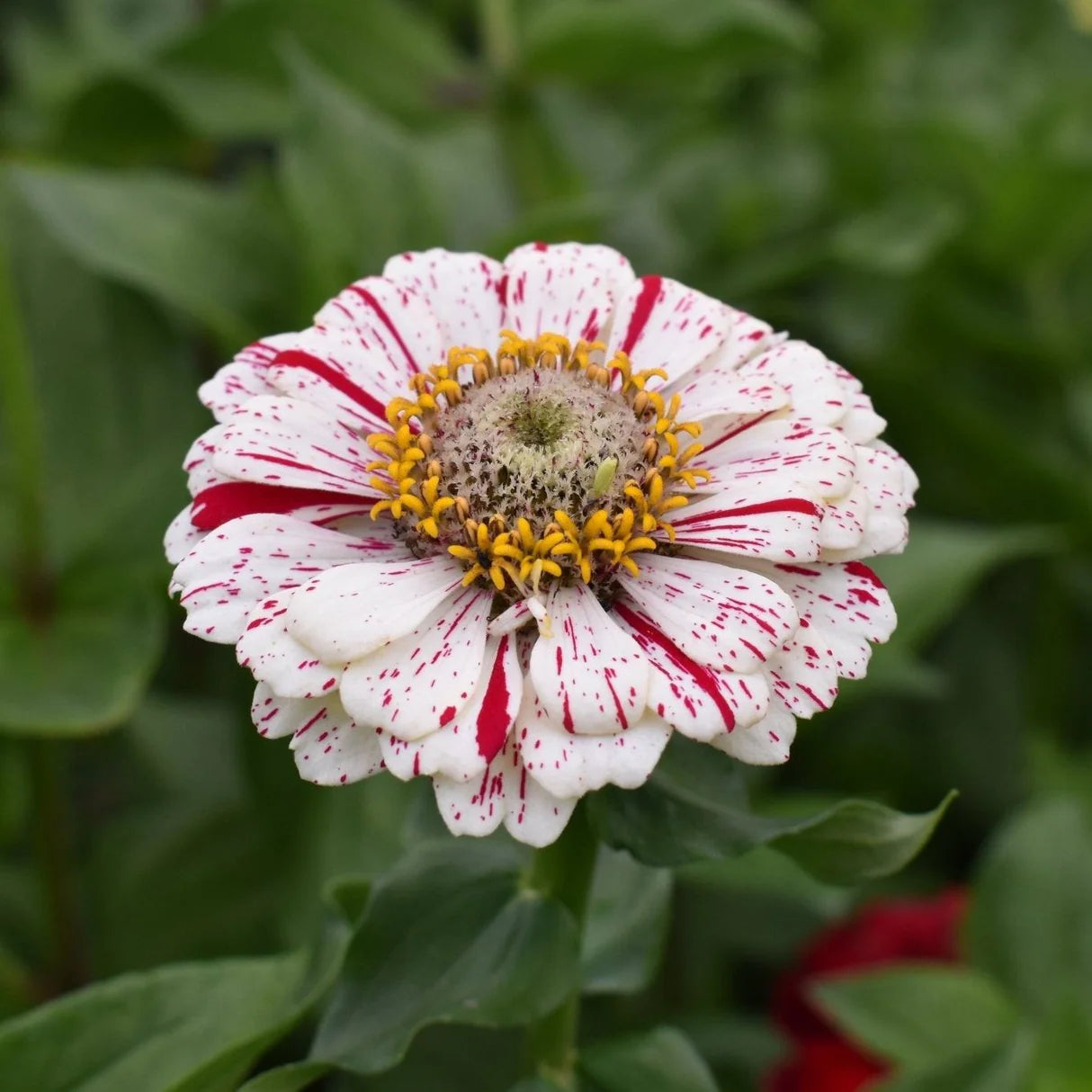 Zinnia ‘Peppermint Stick’ Flower Seeds for Planting – Heirloom, Non-GMO, Easy to Grow, Annual Blooms