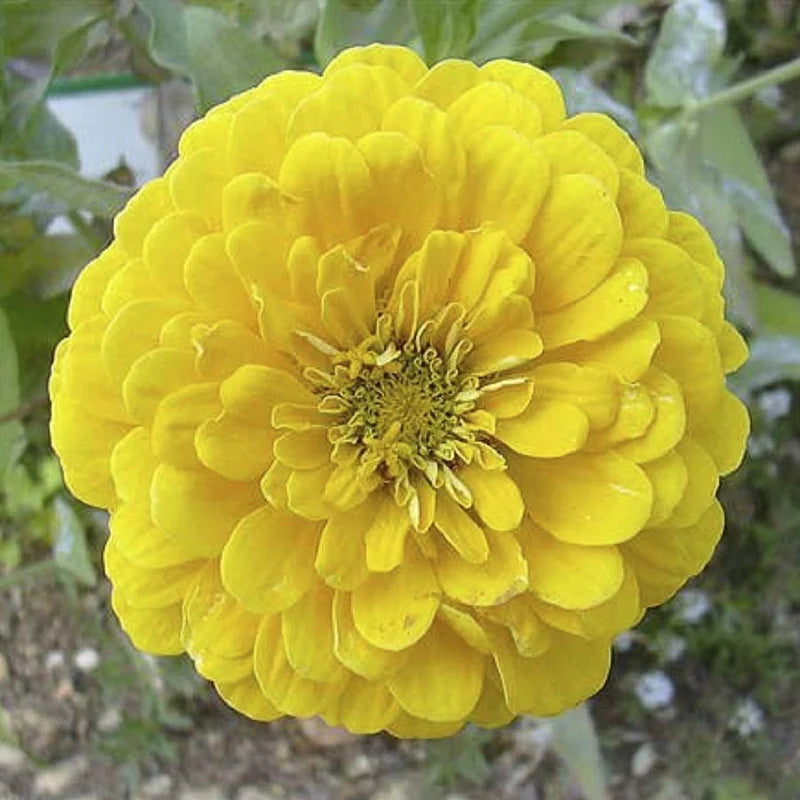 Kanarienvogel Zinnia Blumensamen