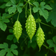 The Ultimate Guide to Growing Jamaican Cerasee