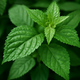 The Ultimate Guide to Growing Ocimum Gratissimum (African Basil)