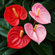The Ultimate Guide to Growing Anthurium