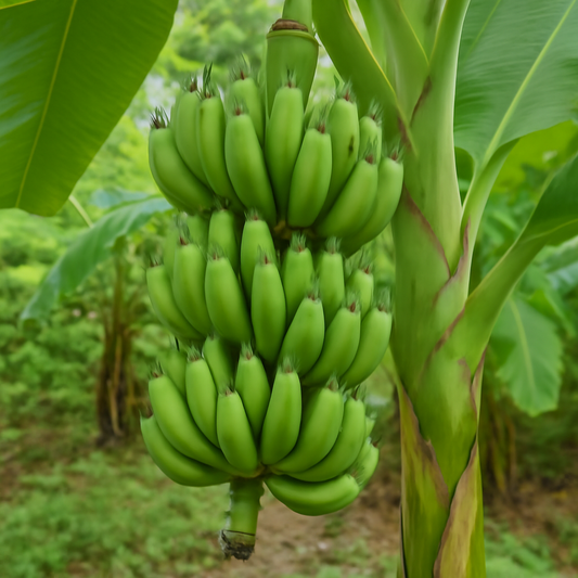 The Complete Guide to Growing Bananas