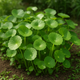 The Complete Guide to Growing Centella Asiatica (Gotu Kola)