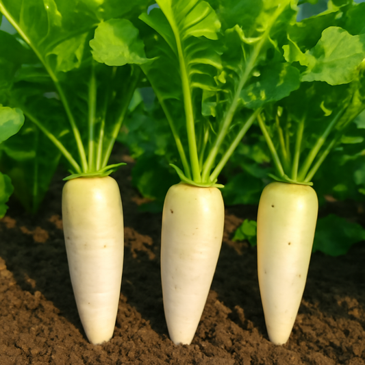 The Complete Guide to Growing Daikon Radish
