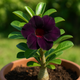 The Complete Guide to Growing Purple Black Desert Rose