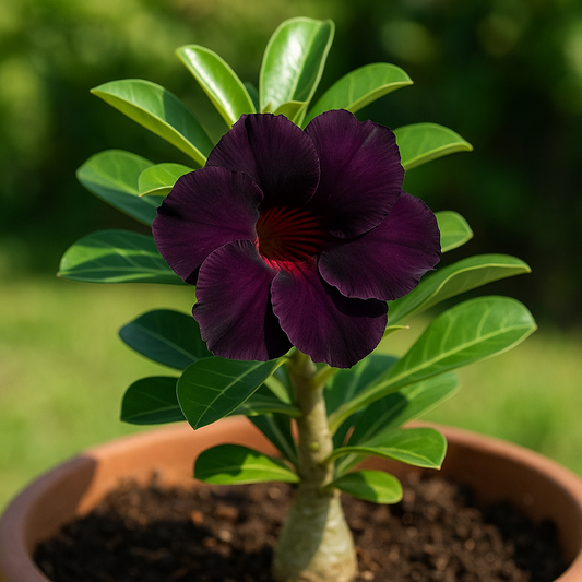 The Complete Guide to Growing Purple Black Desert Rose