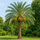 The Complete Guide to Growing Phoenix Sylvestris