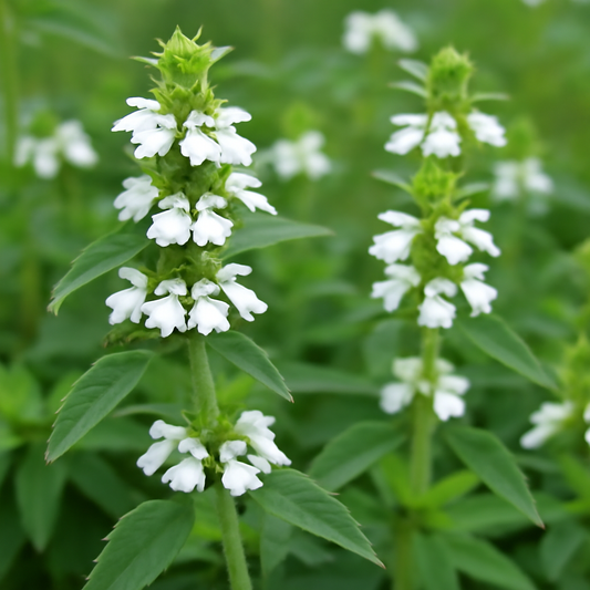 The Complete Guide to Growing Leucas Aspera