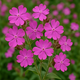 The Ultimate Guide to Growing Silene Caroliniana