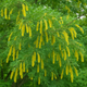 The Ultimate Guide to Growing Prosopis Glandulosa