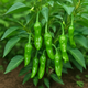 The Ultimate Guide to Growing Shishito Pepper