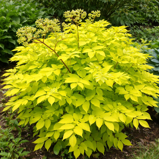 Aralia Cordata Herb Seeds – Complete Growing Guide for Home Gardens