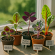 How to Grow Rare and Exotic Plants from Seeds