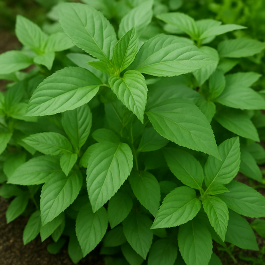 The Ultimate Guide to Growing Egyptian Spinach Molokhia Herb Seeds