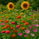 How to Start a Flower Garden Using Organic Seeds