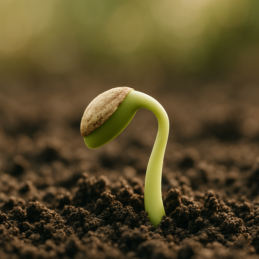 Understanding Seed Dormancy and How to Break It