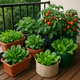 The Best Vegetables to Grow from Seeds in Small Spaces