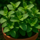 Grow Mint from Seeds: Best Practices and Care