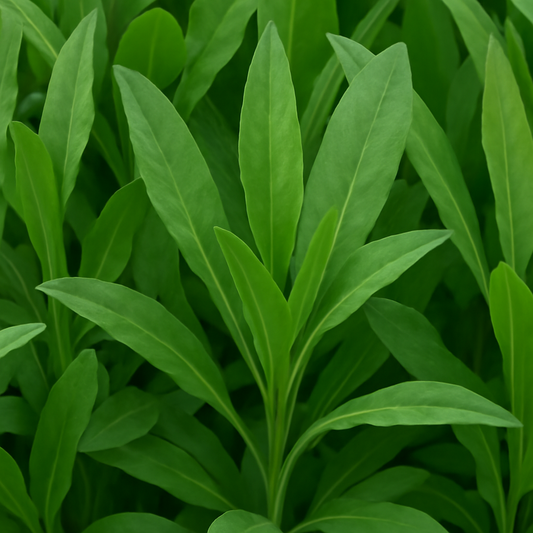 The Complete Guide to Growing Costmary (Tanacetum balsamita)