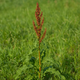 The Complete Guide to Growing Curly Dock (Rumex crispus)