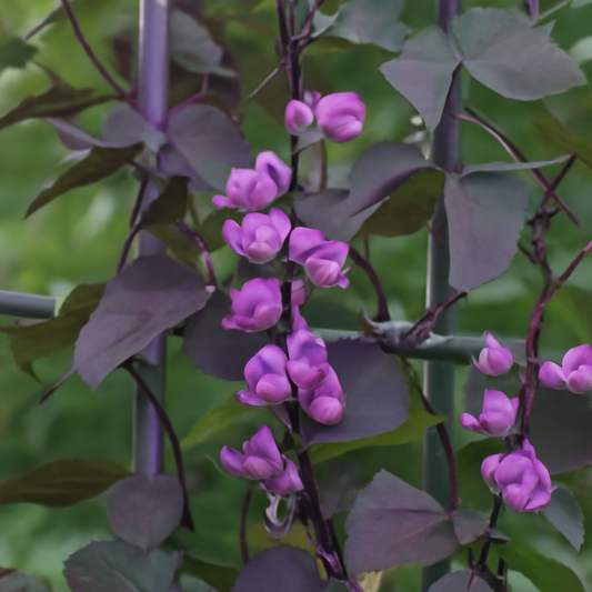 The Complete Guide to Growing Hyacinth Bean (Lablab Purpureus)