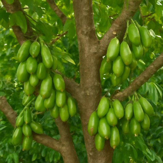 The Ultimate Guide to Growing Averrhoa Bilimbi (Bilimbi Cucumber Fruit)