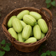 The Complete Guide to Growing Carosello Barese Cucumber