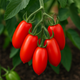 The Complete Guide to Growing Premium Baby San Marzano Tomato