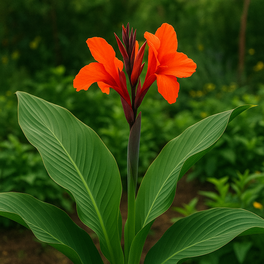 The Ultimate Guide to Growing Canna Tuerckheimii