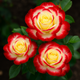 The Complete Guide to Growing Rosa Double Delight
