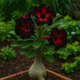 The Complete Guide to Growing Black-Red Desert Rose