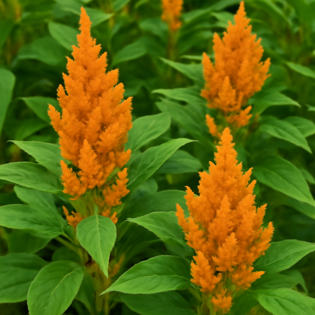 The Complete Guide to Growing Amaranthus Orange Giant