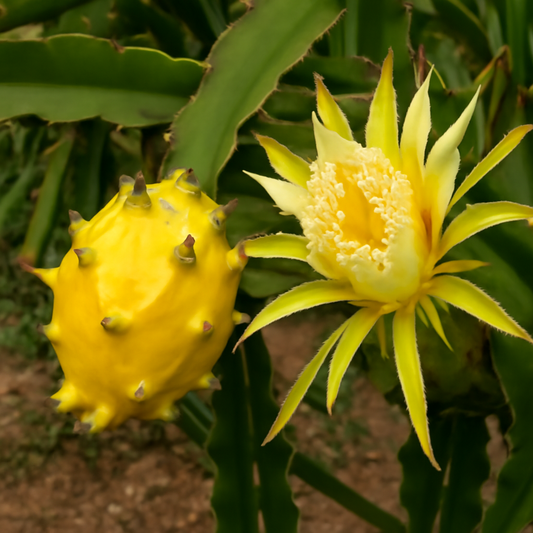 The Ultimate Guide to Growing Yellow Dragon Fruit
