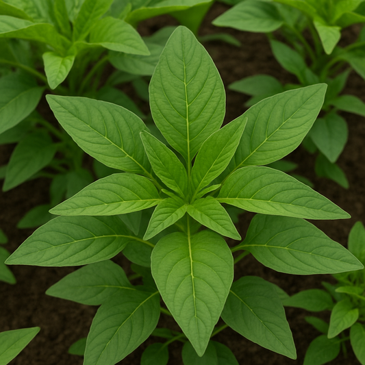 The Complete Guide to Growing Amaranthus Green Pointed Leaf