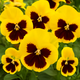 The Ultimate Guide to Growing Yellow & Brown Pansy Flower