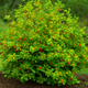 The Ultimate Guide to Growing Spicebush
