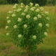 The Ultimate Guide to Growing Prairie Dogbane