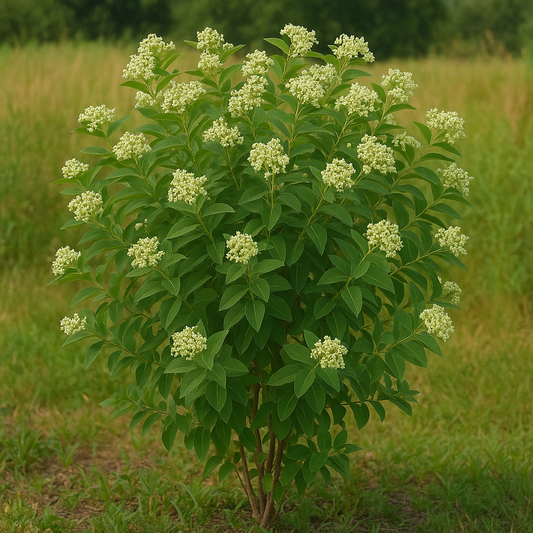 The Ultimate Guide to Growing Prairie Dogbane